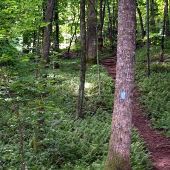 Caesars Head State Park - Fern Glenn