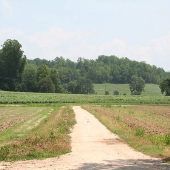 Wilson Fields