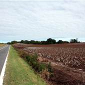 Amenia Rd - Cotton Fields