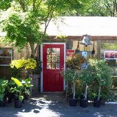 Jarrett's Jungle