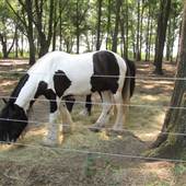 Oakdancer Farm & Grey Ghost Horses