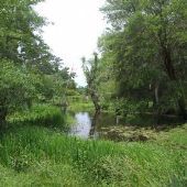 Boone Hall Plantation - Lake/Pond and Gardens