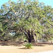 Grande Oaks Oak Tree