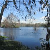 Magnolia Plantation & Gardens - Swamp Garden Lake and More Swamps
