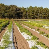 Thornhill Farms-Crops