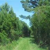 Awendaw Future Park Site - Clearings