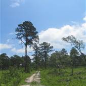 Nemours Wildlife Foundation - Road 4