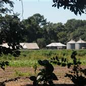 Rosebank Farms - Sheds
