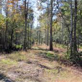 Halidon Hill - Rice Fields-Fields-swamps #09 Hartwell Swamp