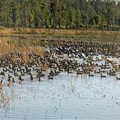 Halidon Hill - Rice Fields-Fields-swamps #10 Laneau Reserve