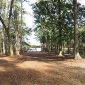 Bears Bluff National Fish Hatchery - Alligator Slough (Pond)