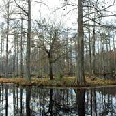 Cypress Gardens Trails - Winter 2015