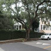Gardens of Charleston - Hasell St - Walking In