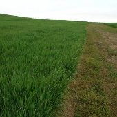 Wannamaker Fields (barley, wheat, lupine)
