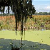 Magnolia Plantation & Gardens - Waterfowl Refuge