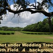 Charleston Tea Garden - The Wedding Tree