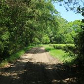 Charleston Tea Garden - "Other Field 1"