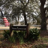 Oak Alleys of the Lowcountry - Beaufort Region