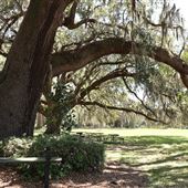 Oakland Plantation - Picnic Oak