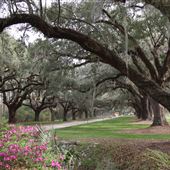 Boone Hall Plantation - Oak Alley South End (March 2019)