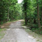 John's Island Co Park - Oak Alley Trail (Part 2)