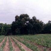 Clarendon Plantation Tree #1