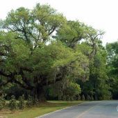 Neighborhood Tree - South Pinckney