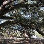 Hampton Plantation State Park