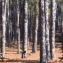 Chester State Park