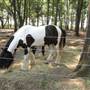 Oakdancer Farm & Grey Ghost Horses