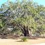Grande Oaks Oak Tree