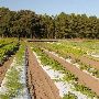 Thornhill Farms-Crops