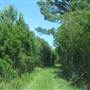 Awendaw Future Park Site - Clearings