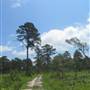 Nemours Wildlife Foundation - Road 4