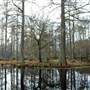 Cypress Gardens Trails - Winter 2015