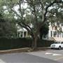 Gardens of Charleston - Hasell St - Walking In