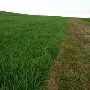 Wannamaker Fields (barley, wheat, lupine)