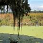 Magnolia Plantation & Gardens - Waterfowl Refuge