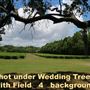 Charleston Tea Garden - The Wedding Tree