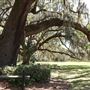 Oakland Plantation - Picnic Oak