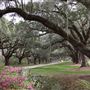 Boone Hall Plantation - Oak Alley South End (March 2019)