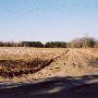 Sugar Hill Road & Pecan Tree