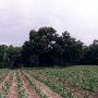 Clarendon Plantation Tree #1