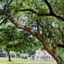 Pynes and Myrtle Grove Plantations