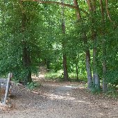 Cottonwood Trail
