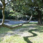 Charles Towne Landing - Walkways