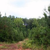 Thrift Site 5