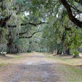 Laurel Hill Plantation / Mt. Pleasant