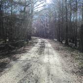 Middleton Place - Swamps Early March