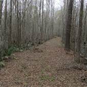 Beidler Forest Audubon Center & Sanctuary - 4 Hole Swamp (Area 2)